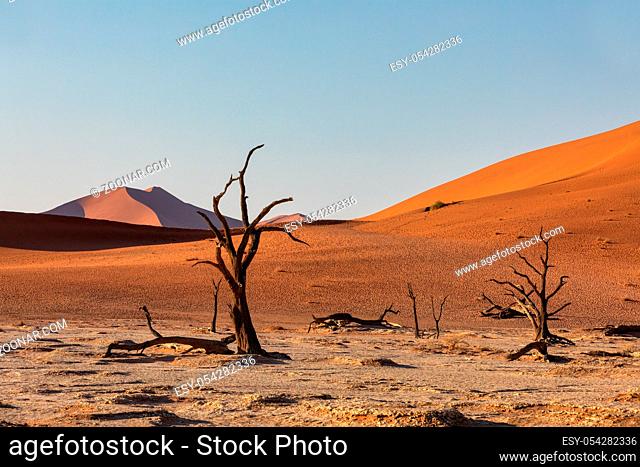 Dead Vlei landscape with dry acacia in Namib desert, valley Sossusvlei, Namibia Africa wilderness