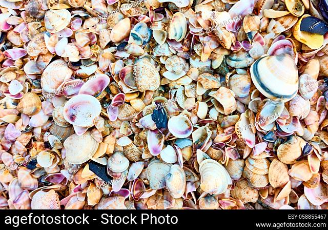 Multitude of seashells on the beach, may be used as background