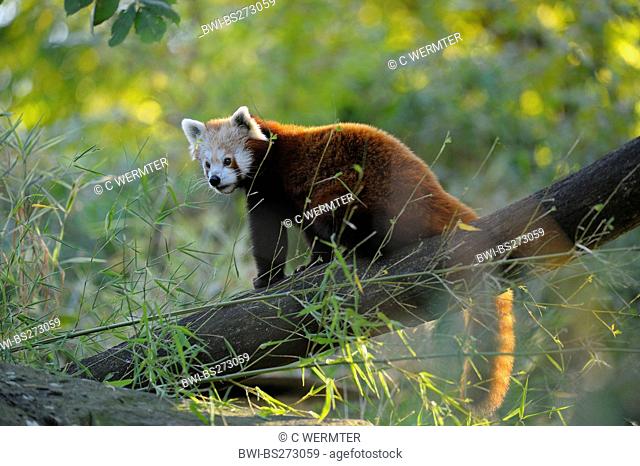 lesser panda, red panda Ailurus fulgens, sitting on a tree trunk