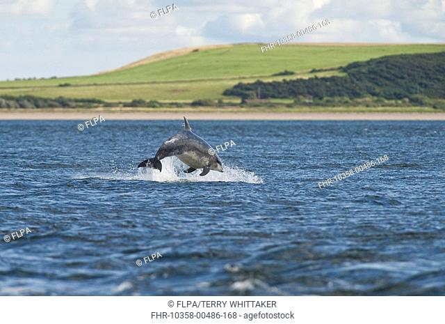 Bottlenose Dolphin Tursiops truncatus adult, breaching, Chanonry Point, Black Isle, Moray Firth, Scotland