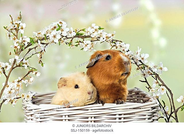 two guinea pigs in basket restrictions: Tierratgeber-Bücher, Kalender / animal guidebooks, calendars
