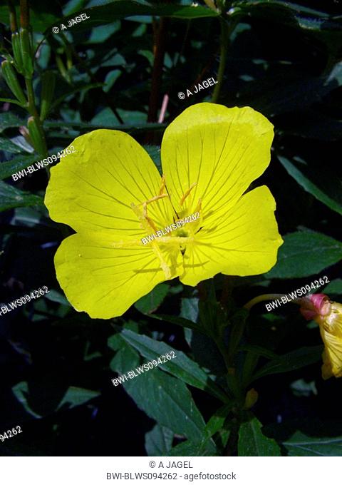 Sundrops, Narrow-leaved sundrops, Golden sundrops, Narrowleaf evening-primrose, Shrubby sundrop Oenothera fruticosa, Oenothera tetragona, flower