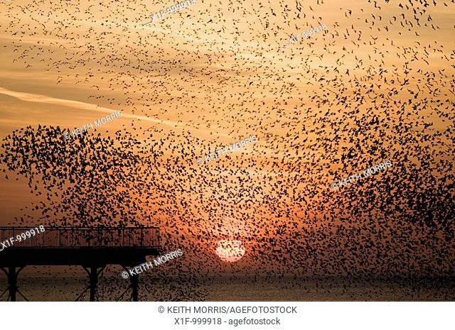 a murmuration of starlings at sunset, Aberystwyth Wales UK