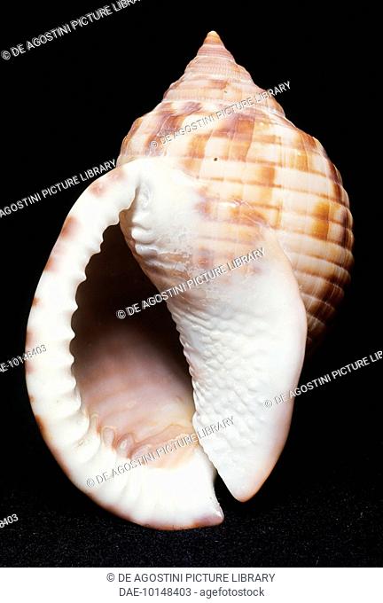 Semicassis granulata undulata shell, Littorinimorpha