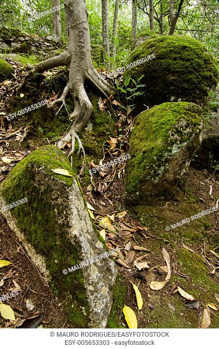 Beautiful view of a tree root surrounded by stone boulders covered in moss in the middle of the forest