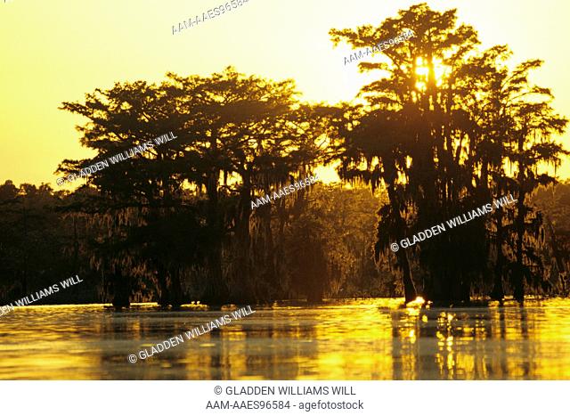 Sunset and Bald Cypress (Taxodium distichum) Lake Martin, Cypress Isl Preserve LA, Louisiana