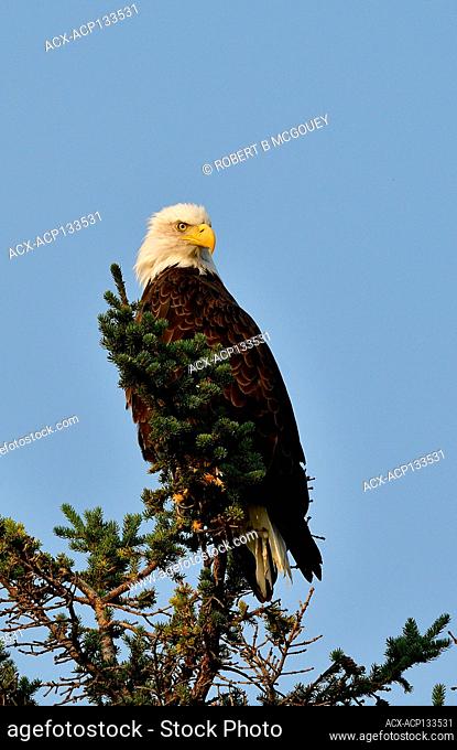 A vertical image of a mature bald eagle ' Haliaeetus leucocephalus', perched on the top branches of a green spruce tree in Jasper National Park, Alberta, Canada