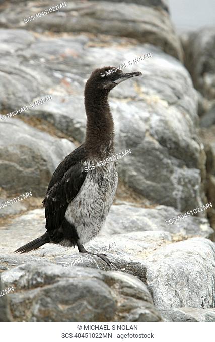 Juvenile Antarctic Shag Phalacrocorax atriceps bransfieldensis on Petermann Island near the Antarctic Peninsula This is the only blue-eyed shag species that...