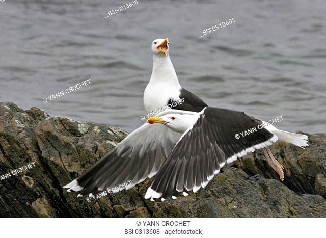 European herring gull European herring gull Larus argentatus, Shetland Islands, Scotland. Larus argentatus  European herring gull  Gull  Larid  Seabird  Bird