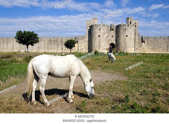 Camargue horse (Equus przewalskii f. caballus), old city wall with Camargue horse, France, Camargue, Aigues-Mortes