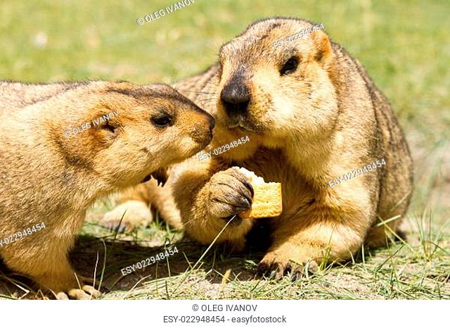 Couple of funny marmots with bisquit on the green grass