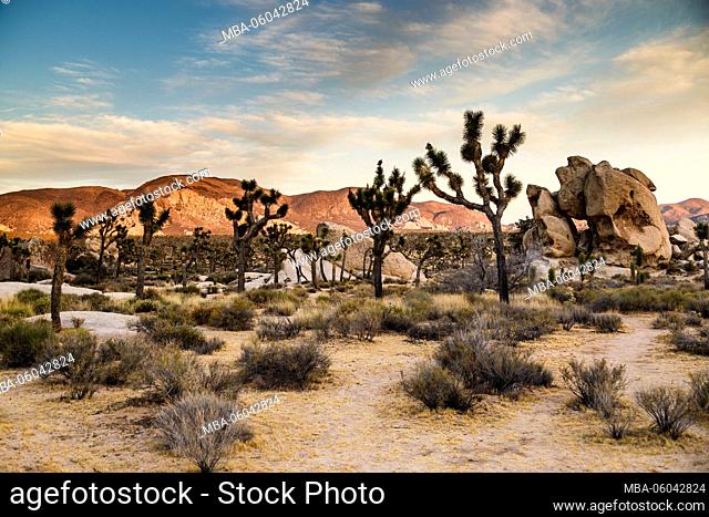 Joshua Tree National Park, Mojave Desert, California, USA