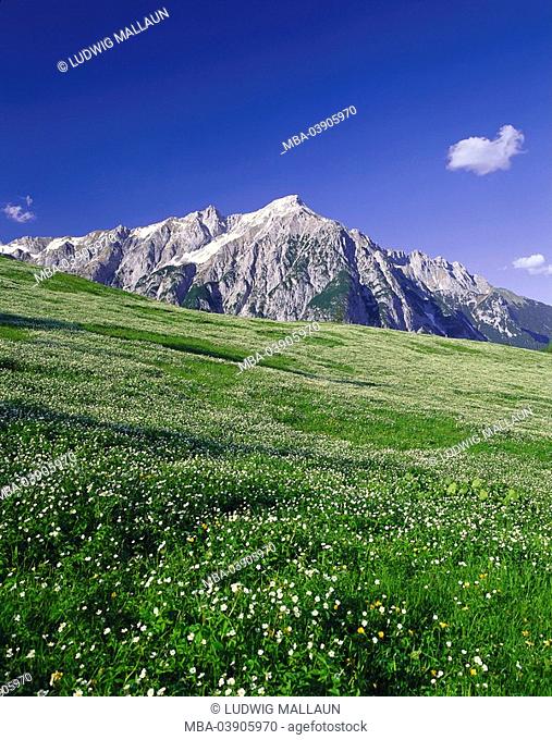 Austria, Tyrol, Gnadenwald, Walder Alm, gaze, Hochnissl, 2547 m, North-Tyrol, Alps, mountains, high mountain regions, mountain-meadow, flower meadow, nature