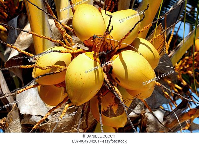 Zanzibar, Nungwi: coconut