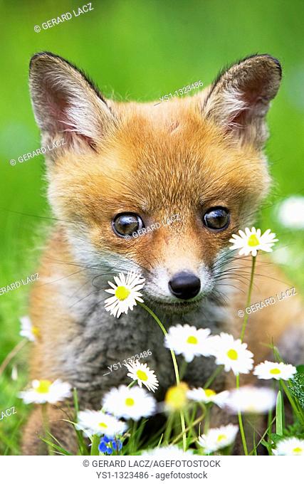 RED FOX vulpes vulpes, PUP WITH FLOWERS, NORMANDY IN FRANCE