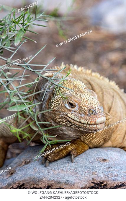 A land iguana at the San Cristobal Island tortoise breeding center in the highlands of San Cristobal Island (Isla San Cristobal) or Chatham Island in the...