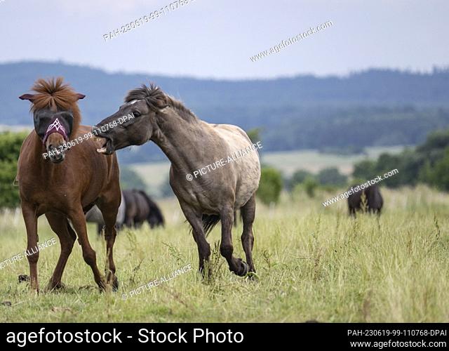 19 June 2023, Hesse, Wehrheim: Two Icelandic horses wrestle in a paddock in the Taunus Mountains. After a long period of drought