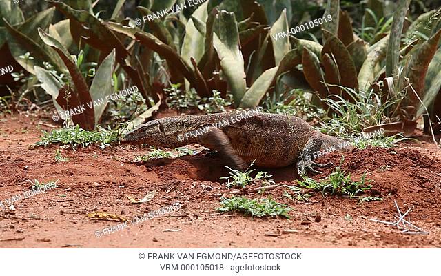 Nile Monitor Varanus Nilotictus digging a burrow above water level to lay eggs. Ndumo, South Africa