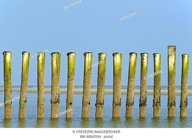 Groynes, row with algae and Barnacles (Balanidae) at high tide, coastal protection, Wangerooge, East Frisian Islands, North Sea, Lower Saxony, Germany
