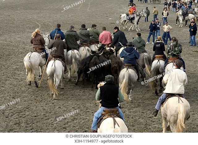 'Abrivado' traditional event: horsemen leading bulls from the countryside to the city, Saintes-Maries-de-la-Mer, Camargue, , Bouches-du-Rhone department, France