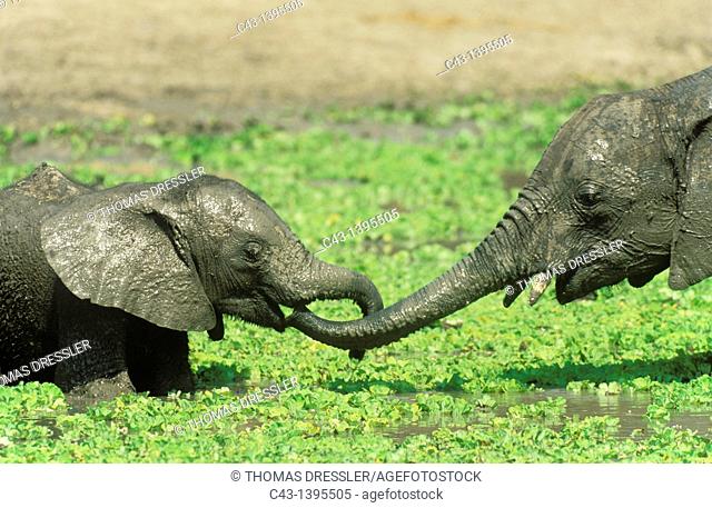 African Elephant Loxodonta africana - Two different aged calves having fun at a waterhole which is covered with Water Lettuce Pistia stratiotes  South Luangwa...