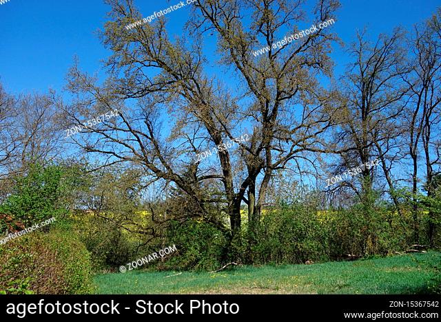 Quercus robur, Stieleiche, German Oak
