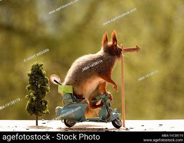 red squirrel is standing on a motorbike with a tennis racket