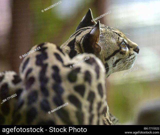 Margay (Leopardus wiedii), Jaguar Rescue Center, Punta Cocles, Talamanca, Puerto Limón, Costa Rica, Central America