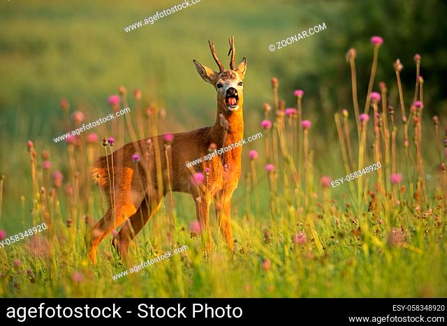 Roe deer, capreolus capreolus, buck in summer. Wild animal with space around approaching. Wildlife scenery of mammal walking on a meadow with flowers