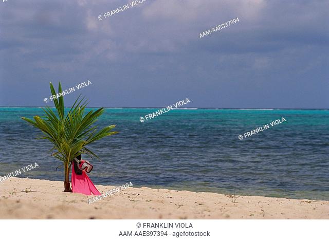 Pink Dive Mask and Fins under Palm Tree on Sandy Beach