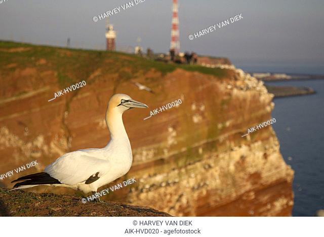 Northern Gannet (Morus bassanus) on a breeding cliff on Helgoland, Germany. Sideview with breeding cliffs of Helgoland in the background