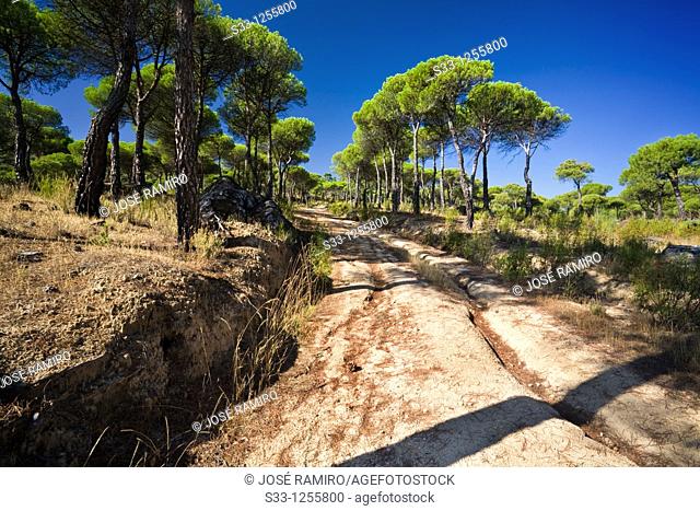 Road in the Concejo pinewood Cadalso de los Vidrios Madrid Spain