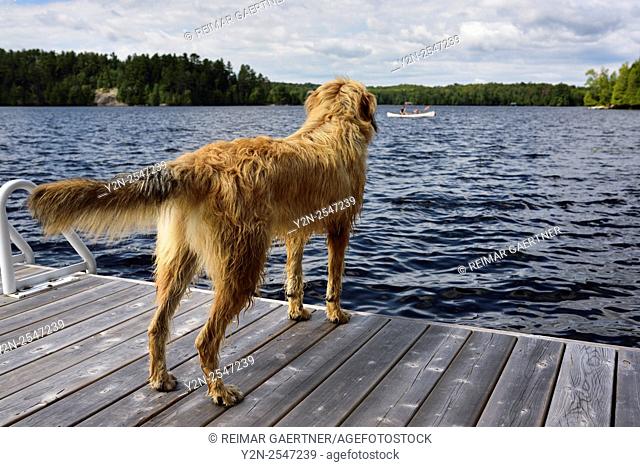 Dog on dock watching canoers on Lake Cecebe Magnetawan Canada