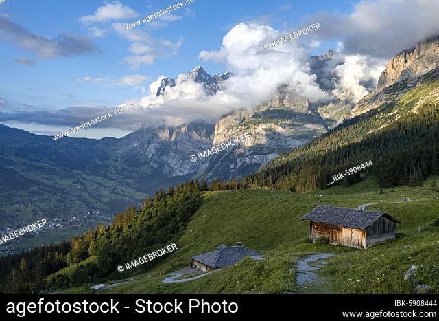 Evening mood, path leads to mountain huts, alpine pasture, Pfingstegg, behind the summit of the Wetterhorn, Jungfrau region, Grindelwald, Bern, Switzerland