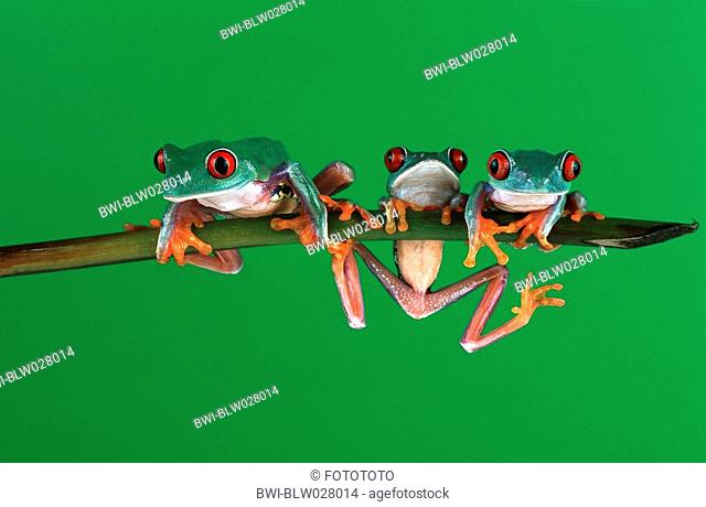 red-eyed treefrog Agalychnis callidryas, three indivuduals climbing on a twig