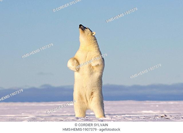United States, Alaska, Arctic National Wildlife Refuge, Kaktovik, Polar Bear (Ursus maritimus), standing up
