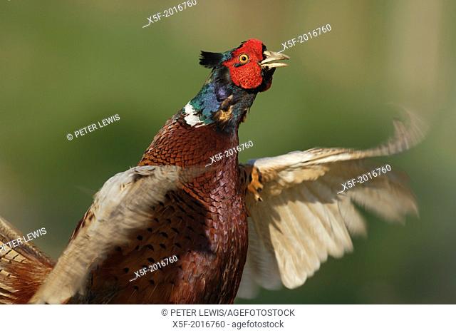Pheasant displaying Southwick Hampshire