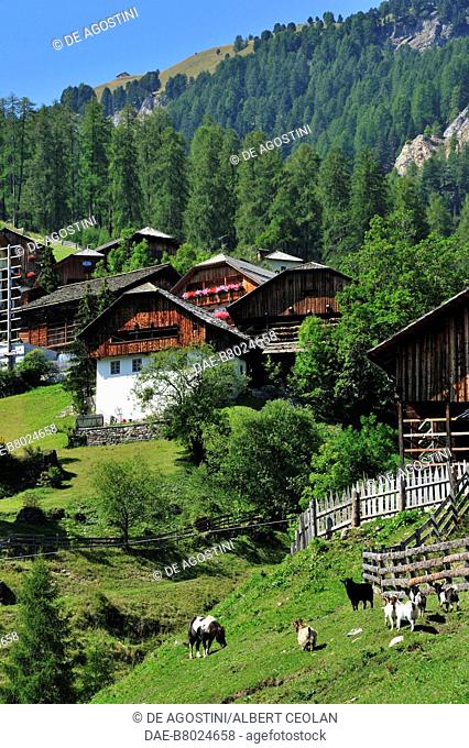Grazing goats and viles (alpine huts) in Misci, St Martin in Thurn, Badia valley, Dolomites, Trentino-Alto Adige, Italy