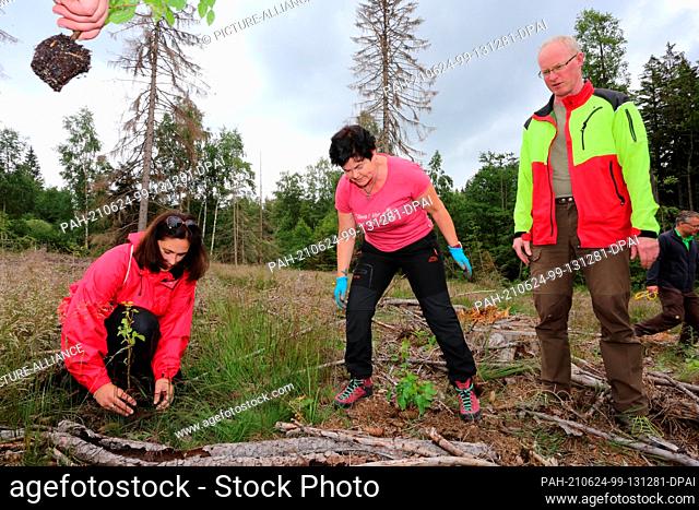 24 June 2021, Saxony-Anhalt, Drei-Annen-Hohne: Employees of the Harz Hospital Dorothea Christiane Erxleben take part in a reforestation campaign in the Harz...