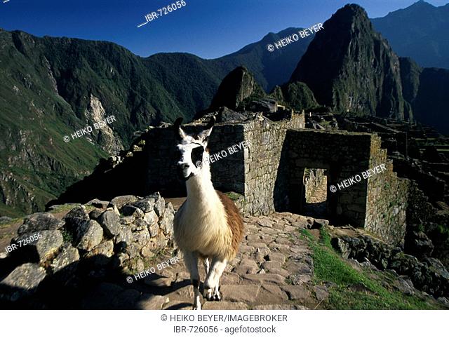 Llama in Machu Picchu, Cuzco, Peru, South America