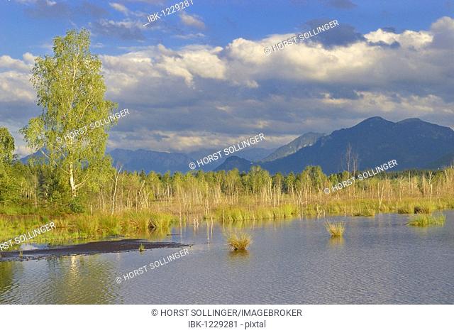 Moor pond with birches (Betula pubenscens) and mountains, foothills of the Alps, Grundbeckenmoor area, Nicklheim, Bavaria, Germany, Europe