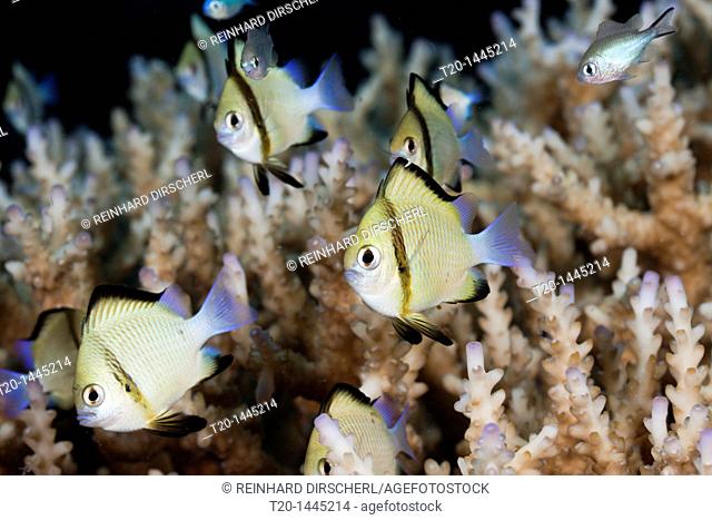 Reticulated Dascyllus, Dascyllus reticulatus, Namena Marine Reserve, Fiji