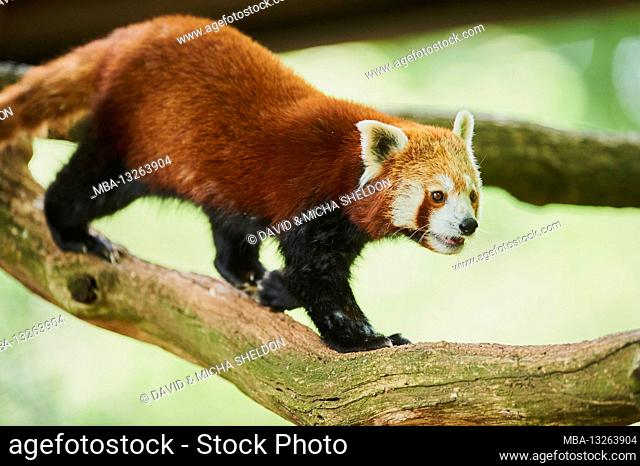 Western lesser panda, Ailurus fulgens, tree trunk, climbing, captive, Germany, Europe