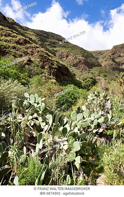 Barranco de Guayadeque gorge, Gran Canaria, Canary Islands, Spain