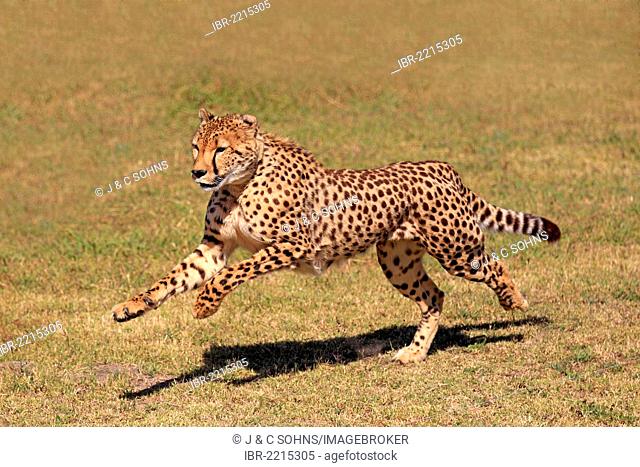 Cheetah (Acinonyx jubatus), adult, hunting, running, South Africa, Africa