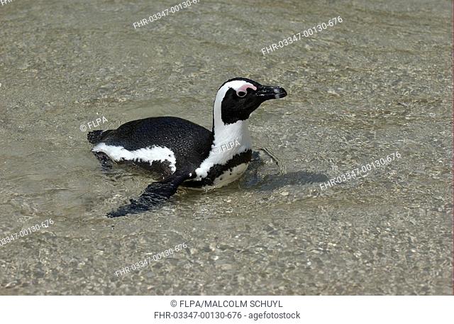 Jackass Penguin Spheniscus demersus On beach - South Africa
