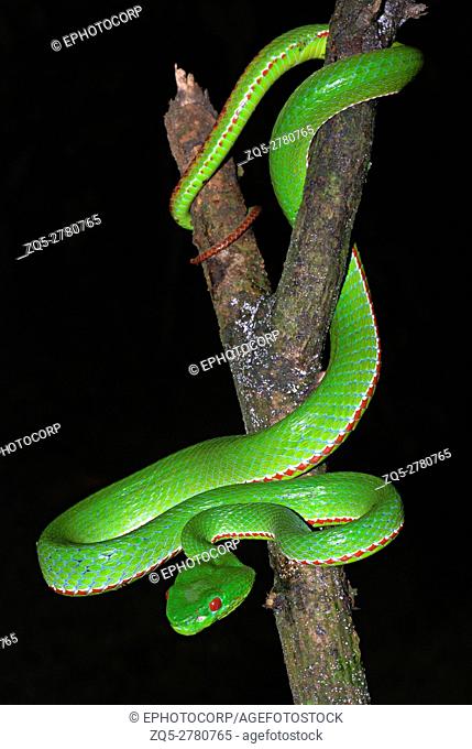Pope's Pit Viper, Trimeresurus popeiorum, is generally encountered at night above an elevation of 800 metres. A venomous pit viper, Khellong, Arunachal Pradesh