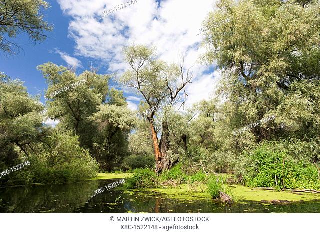 Channels in the Danube Delta, romania  Big willows, alder and ash trees from a riparian forest along the channels  Only during September large parts of the...