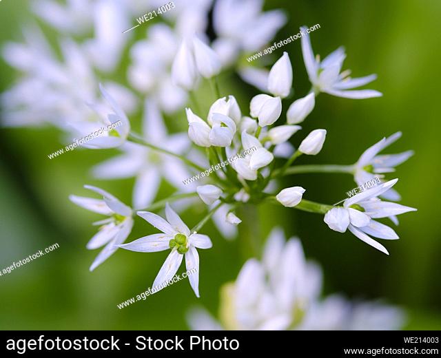 Wild Garlic (Allium ursinum). Europe, Central Europe, Germany