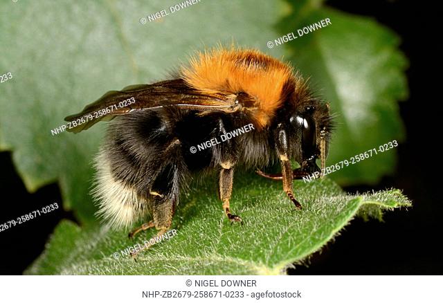 Close-up of an Tree bumble-bee (Bombus hypnorum) resting on a leaf in a Norfolk wood in summer